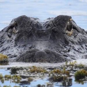 Meet your Posher, Sylvia